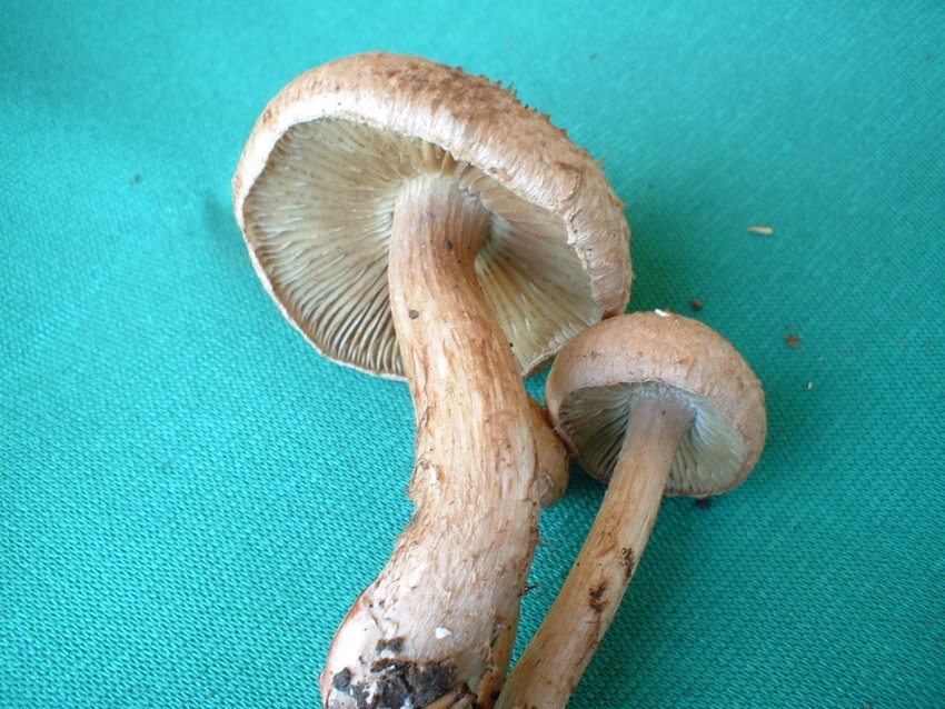 Inocybe bongardii